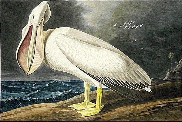 John James Audubon American White Pelican i